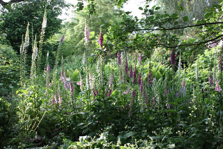  Foxgloves in a dingle, Aulden Farm- June 2016 