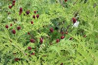  Sanguisorba, Cothay - July 2016 