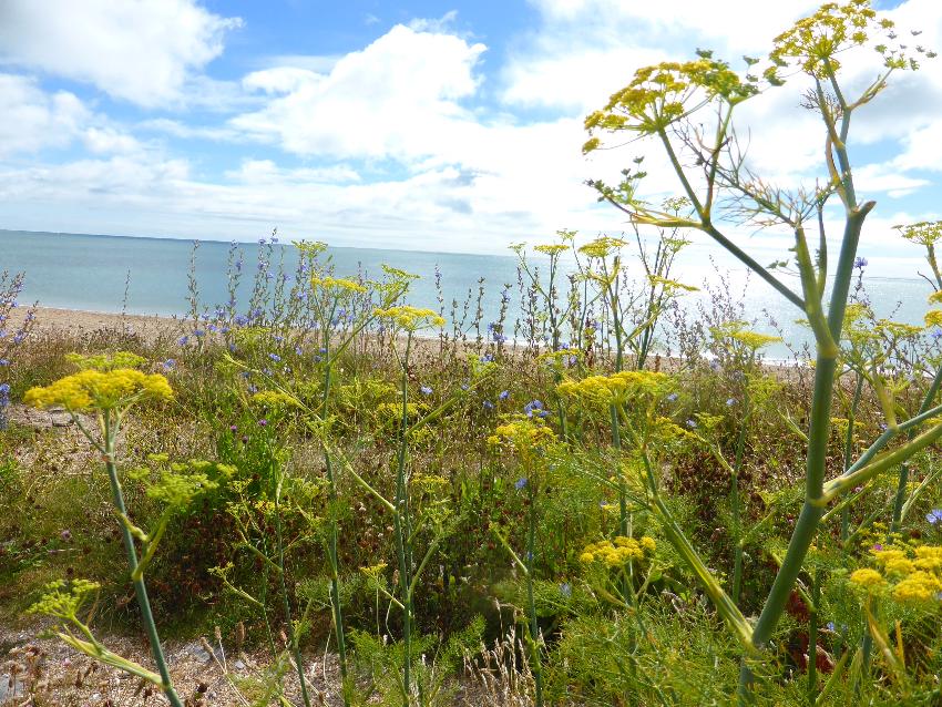 Slapton Ley - July 2016 