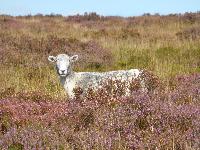  Sheep, Blorenge - September 2016 