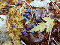  Autumn leaves, Aulden Farm - October 2016 