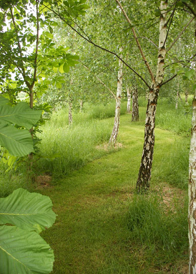 The birches.