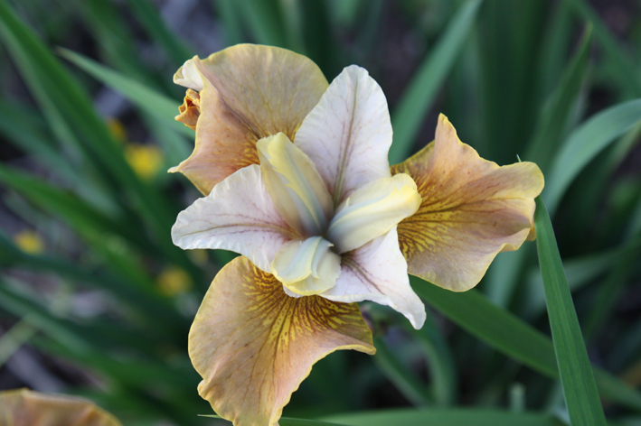 Iris Humors of Whiskey