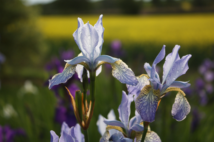 Iris Papillon in the National Collection