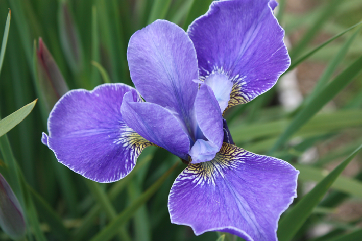 Iris Silver Edge in the National Collection