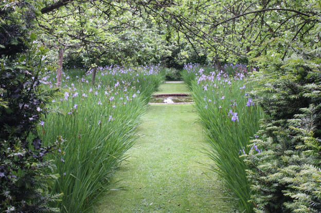 Iris Papillon under apple trees at Bryan's Ground