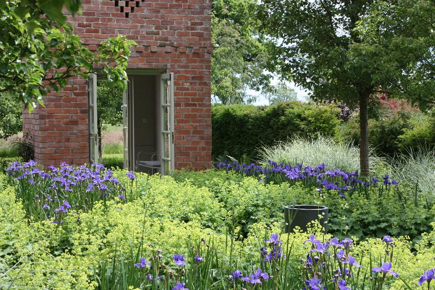 Iris Silver Edge at Rhodds Farm