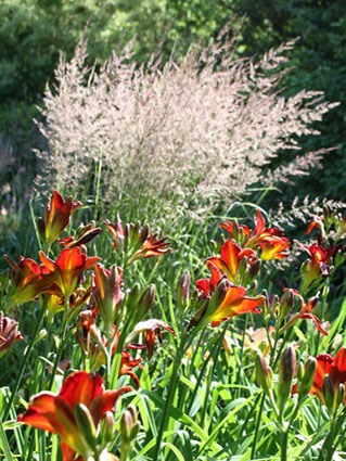 Hemerocallis Ed Murray