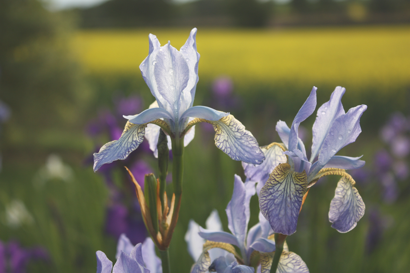 Iris 'Papillon' 
